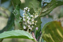 Maesa indica